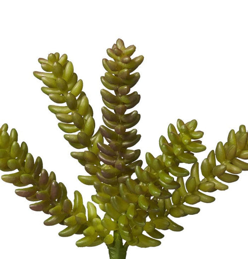 10 Sedum Pick