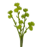 11 Sedum Spray