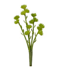 11 Sedum Spray