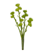 11 Sedum Spray