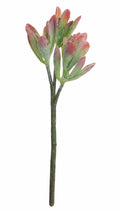 15 Succulent Stem Red Tip