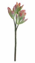 15 Succulent Stem Red Tip