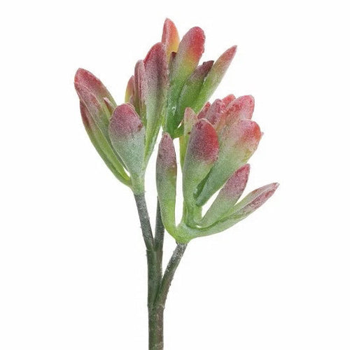 15 Succulent Stem Red Tip