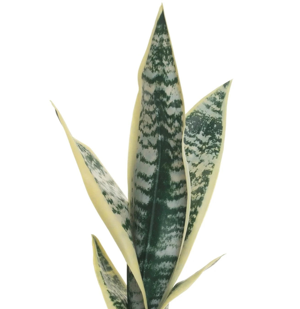 19 Tiger Tail Tall Stem - Yellow