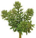 5 Succulent Pick
