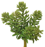 5 Succulent Pick