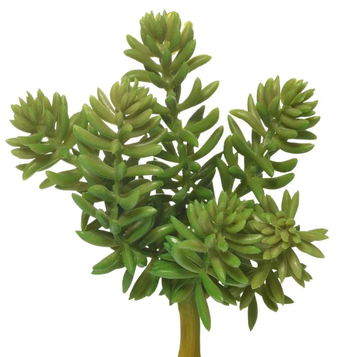5 Succulent Pick