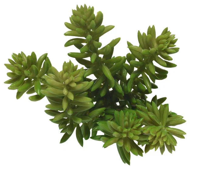 5 Succulent Pick