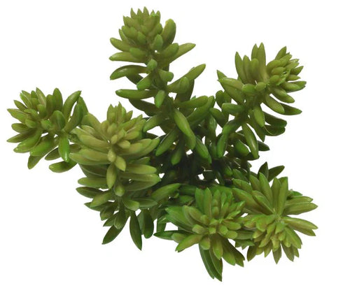 5 Succulent Pick