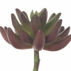 6 Burgundy/Green Succulent