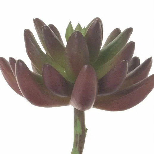 6 Burgundy/Green Succulent
