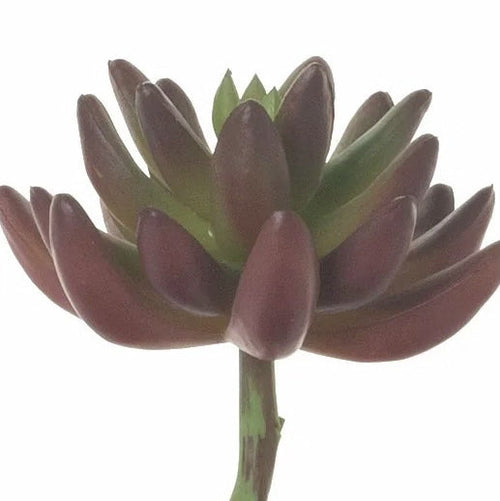 6 Burgundy/Green Succulent