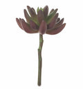 6 Burgundy/Green Succulent