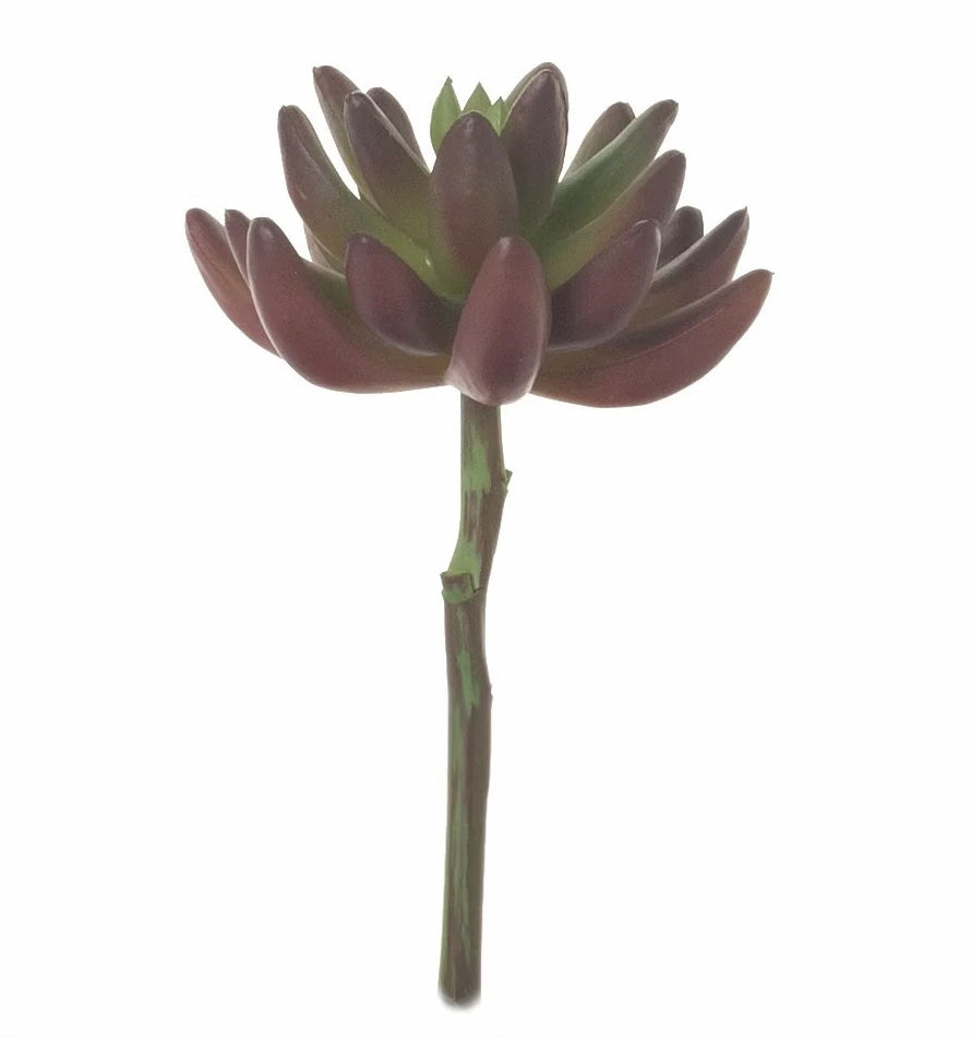 6 Burgundy/Green Succulent