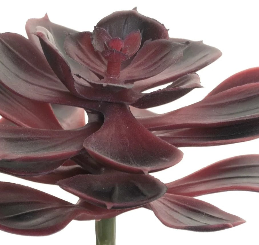 6 Echeveria Stem - Burgundy