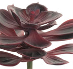 6 Echeveria Stem - Burgundy
