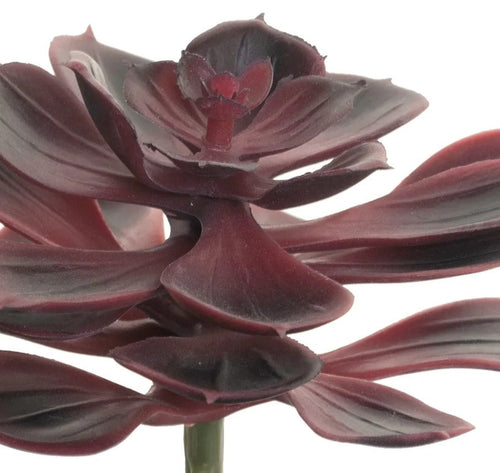 6 Echeveria Stem - Burgundy