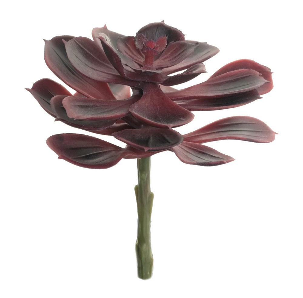 6 Echeveria Stem - Burgundy