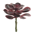 6 Echeveria Stem - Burgundy
