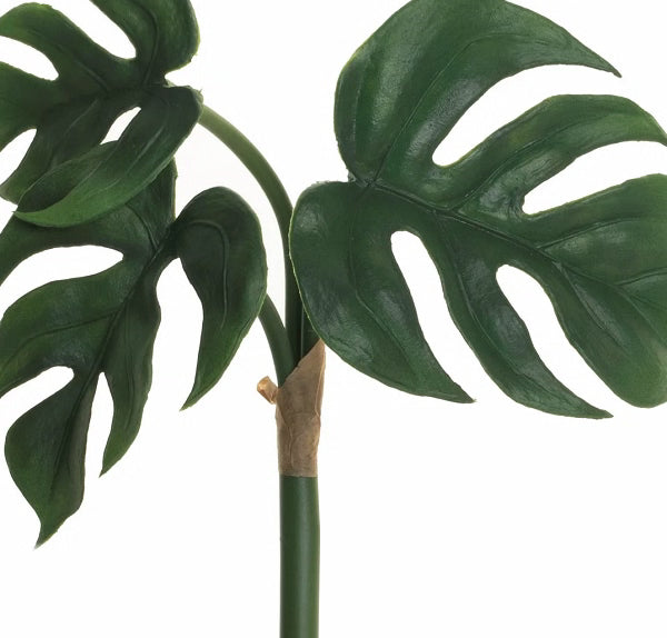 8 Split Leaf Philodendron Bush