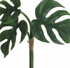 8 Split Leaf Philodendron Bush