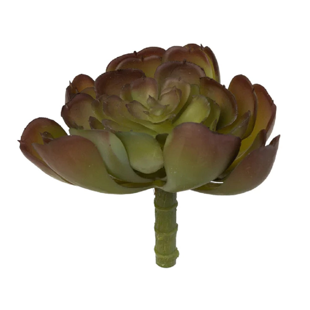 Echeveria Stem 7 - Red