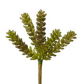 10 Sedum Pick
