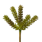 10 Sedum Pick