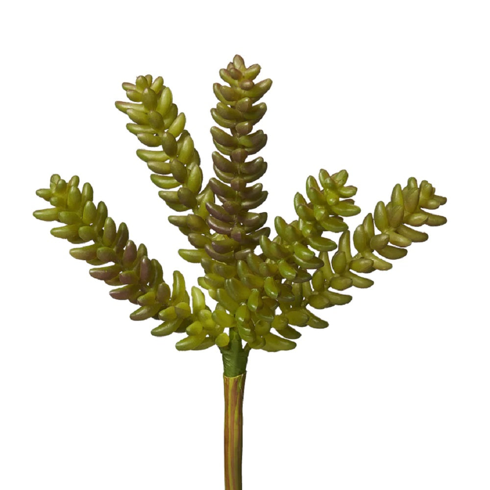 10 Sedum Pick
