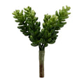 Sedum Pick 6
