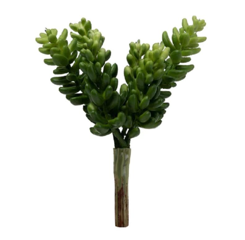 Sedum Pick 6
