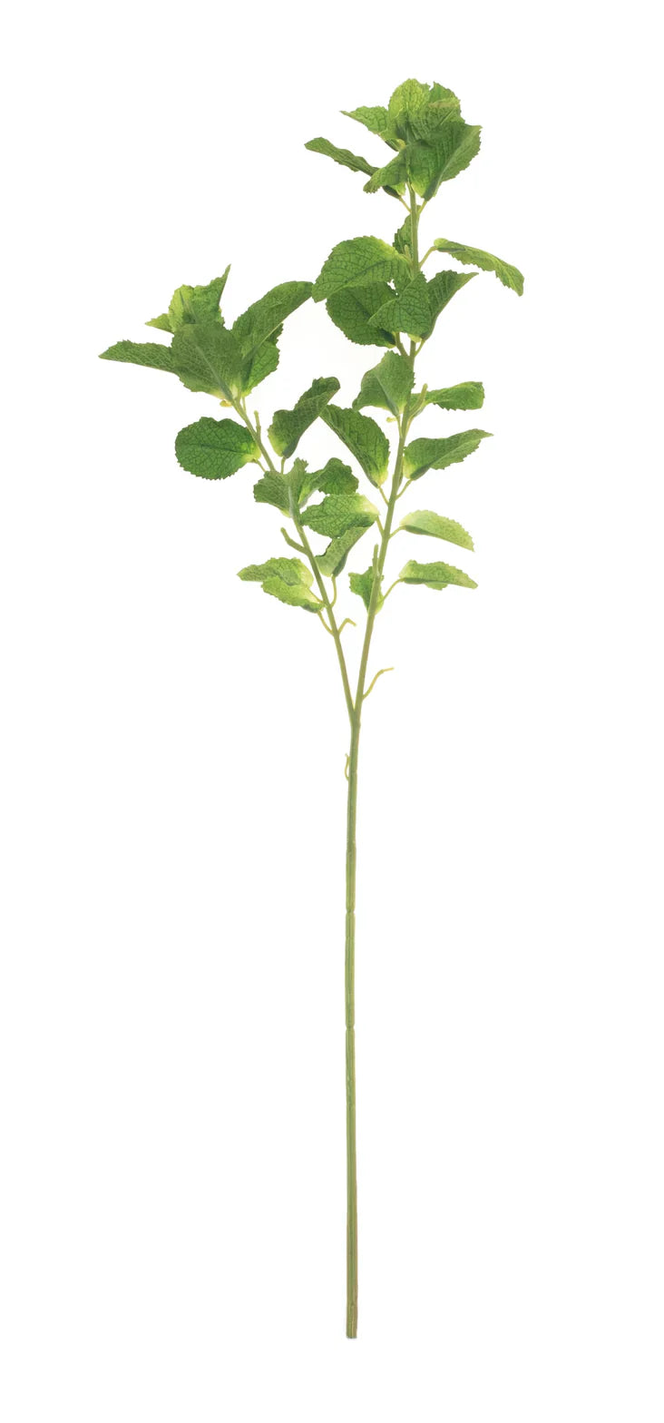 25 Golden Mint Leaf